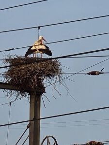 Ooievaarsnest boven het spoor